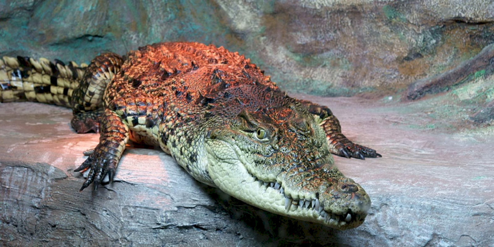 Ялтинский Крокодиляриум